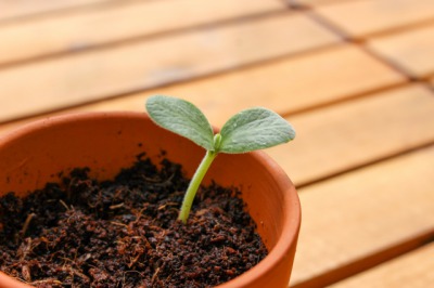 培う の例文 簡単な短文でわかりやすく紹介するよ 贈る言葉情報館