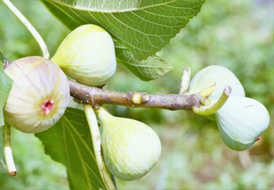 イチジク を漢字で書くと 表記を由来も含め解説するよ 贈る言葉情報館